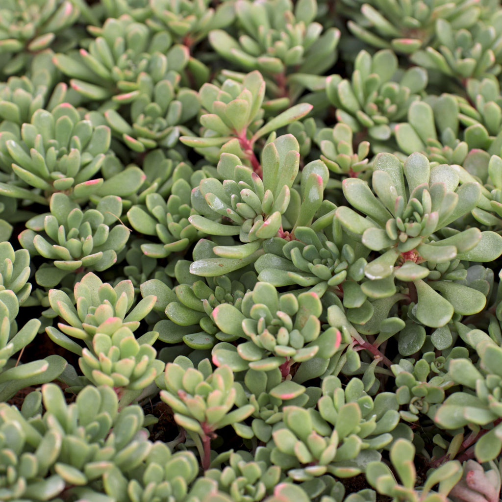 Sedum nevii
