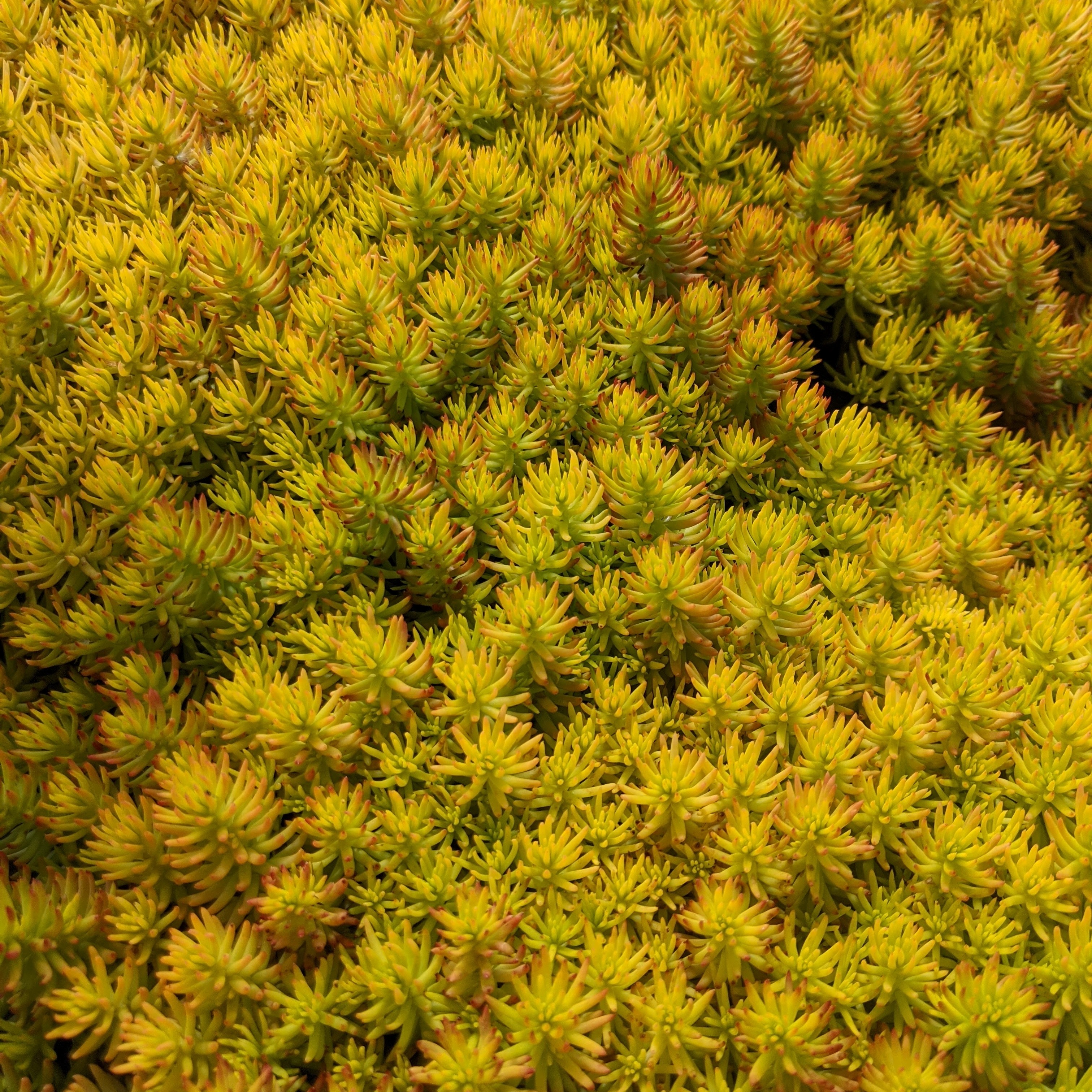 バレエボストム　Linalina Sedum reflexum 'Angelina' - Mountain Crest Gardens
