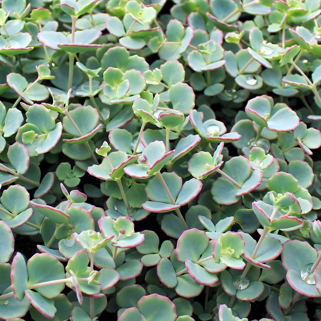 Sedum Sieboldii Variegatum Live Plant - Cold Hardy Perennial - Heat