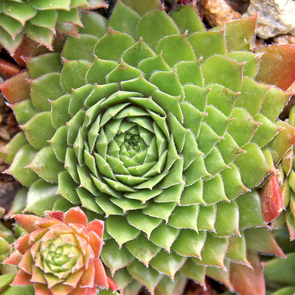 Sempervivum 'Heigham Red' | Mountain Crest Gardens™