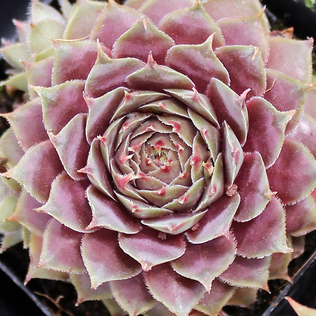 ピクルス　Ｔｏｐａｚ　（1）　　Sempervivum　センペルビブム Sempervivum 'Topaz' - Mountain Crest Gardens