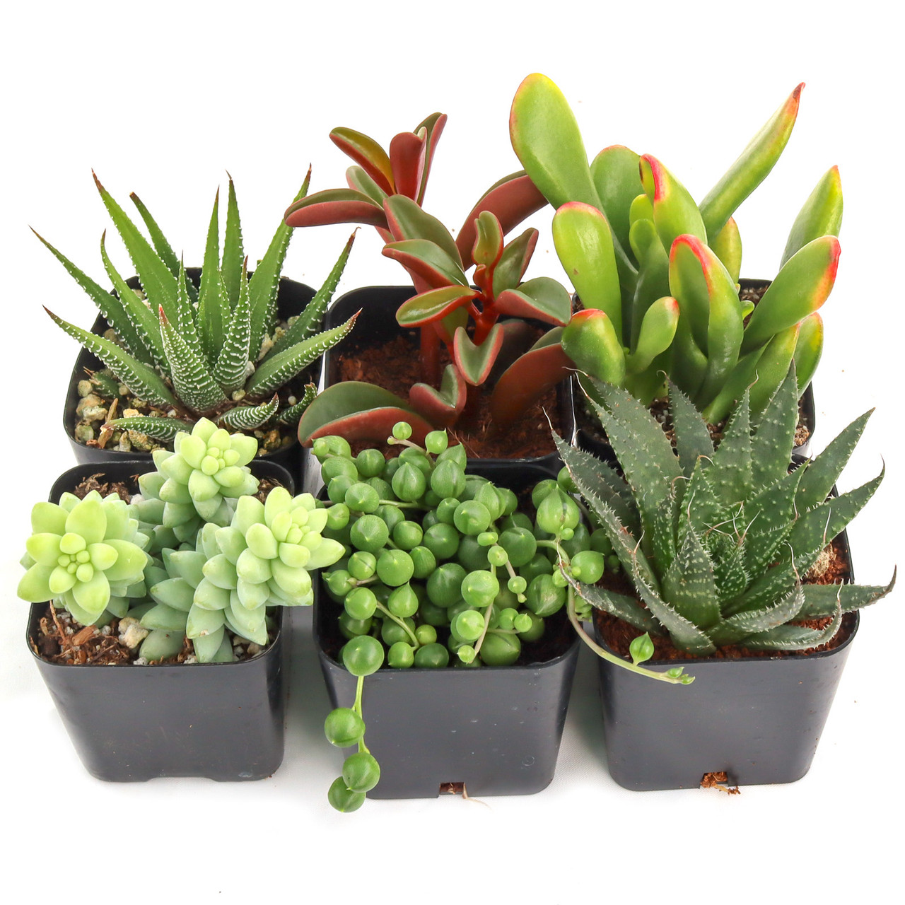 buy florida beauty philodendron Philodendron Florida Beauty — Ecuagenera Orquídeas del Ecuador