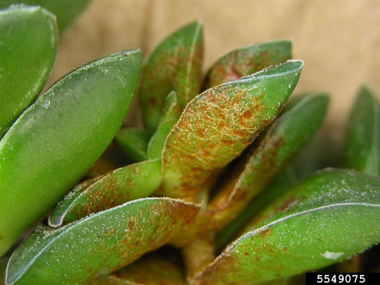 Powdery Mildew on Crassula via forestryimages.com