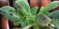 aeonium-haworthii-marks.jpg