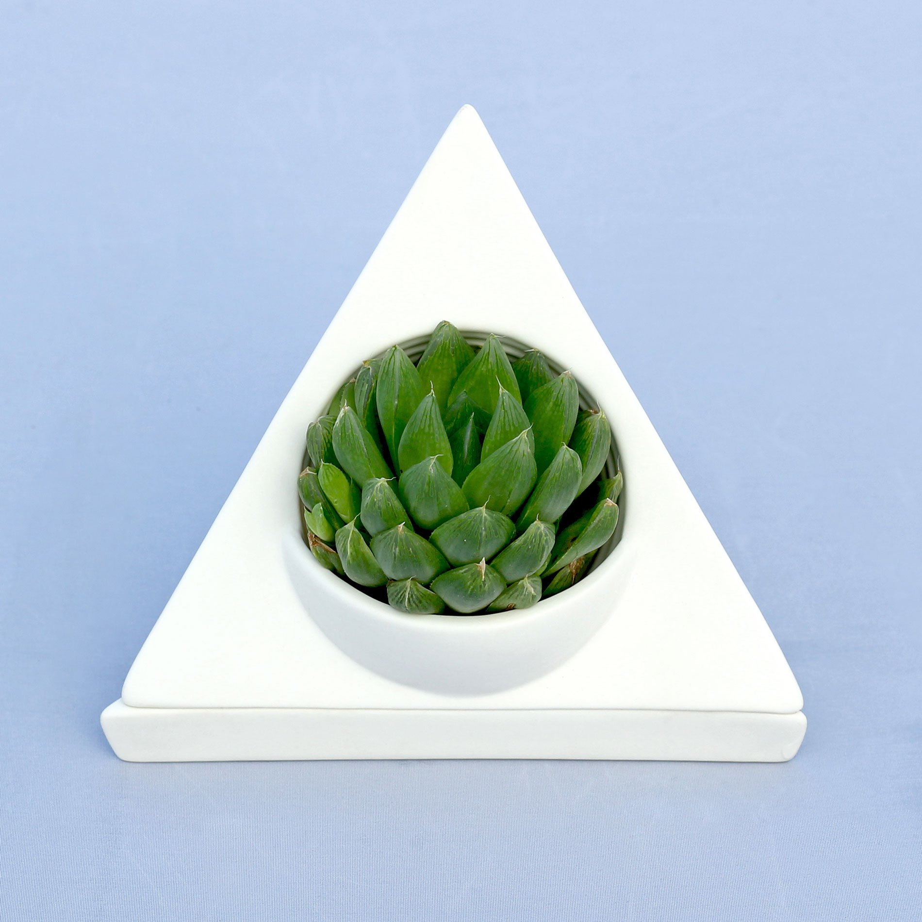 haworthia-planter.jpg haworthia-planter