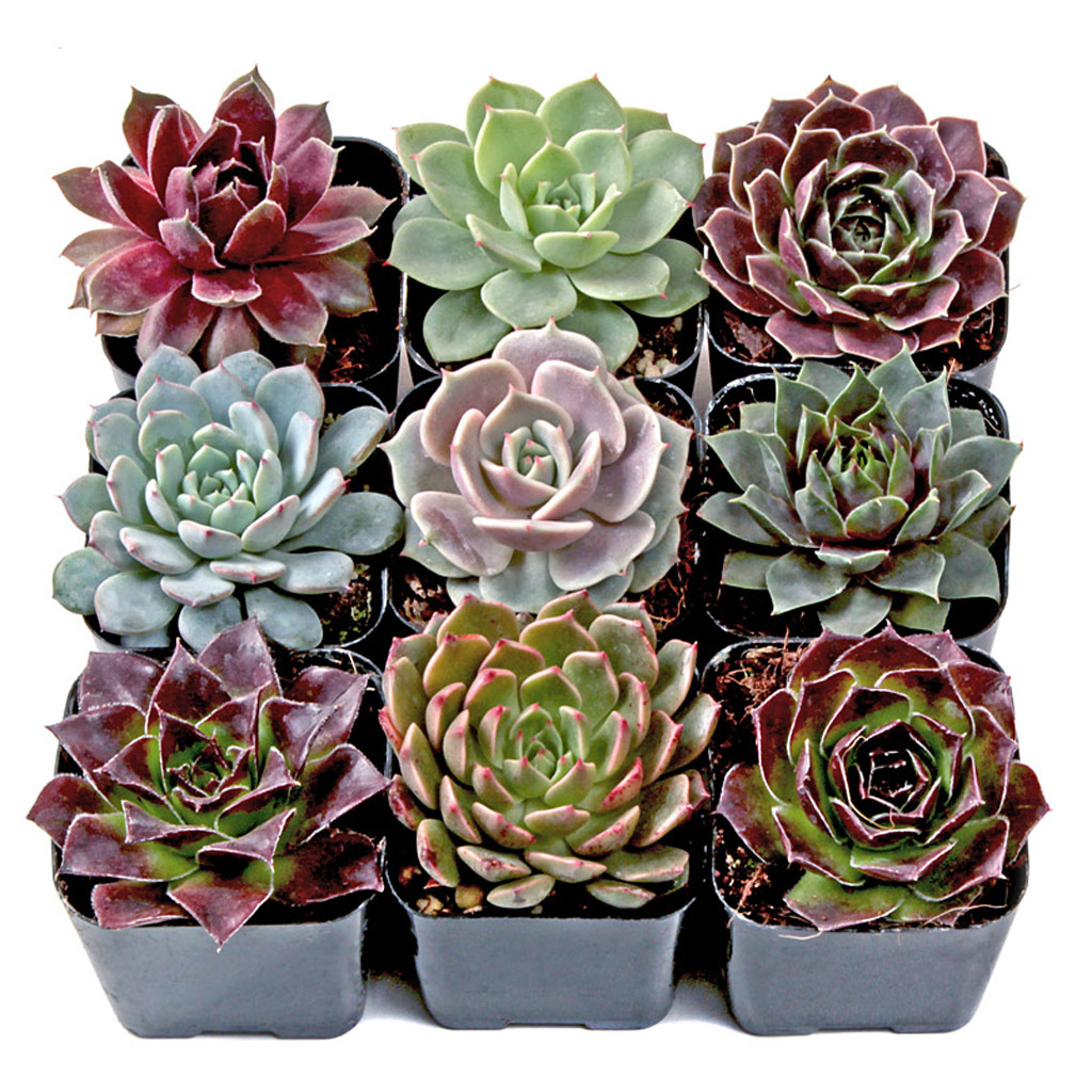 Echeveria and Sempervivum Rosettes