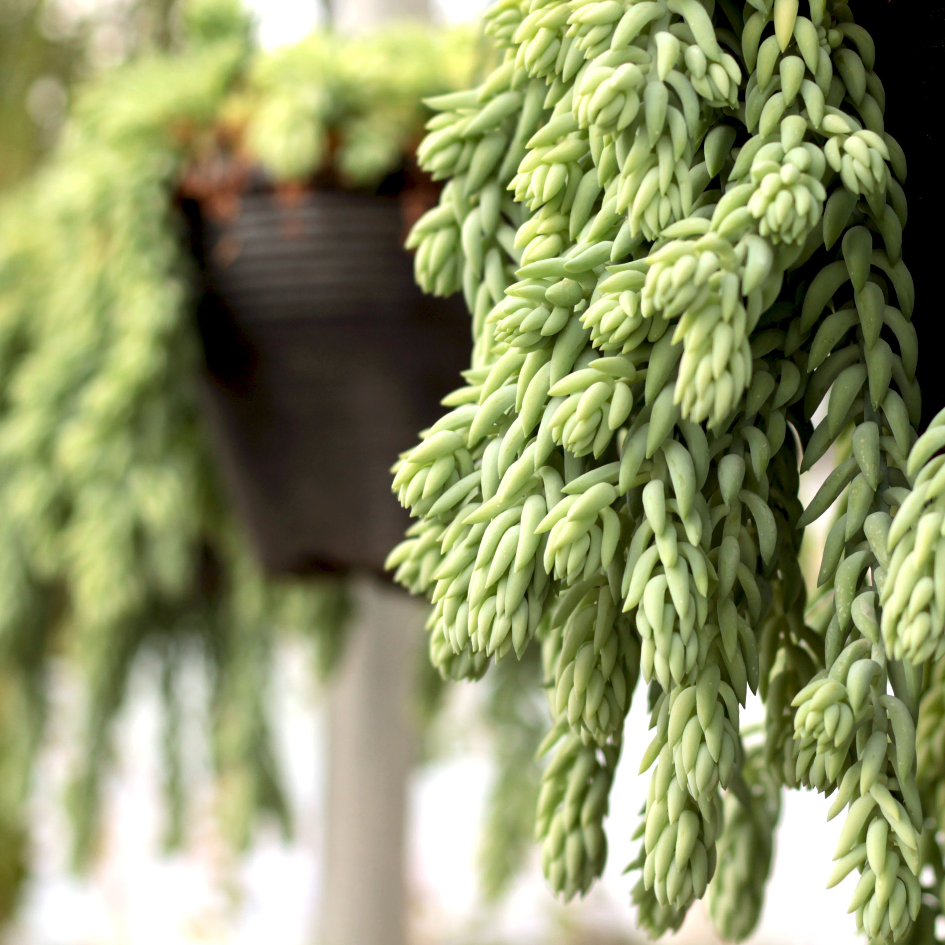 Donkey Tail \(Sedum morganianum\)