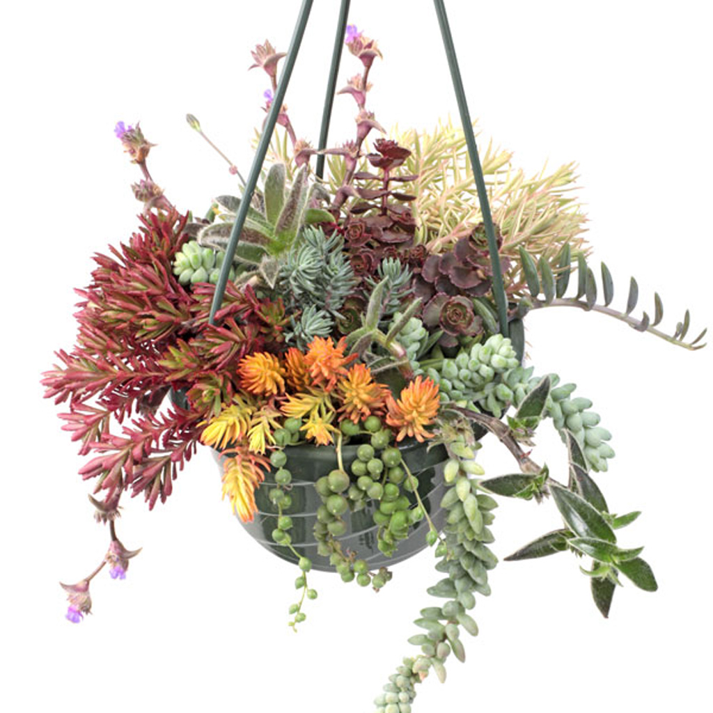 Hanging & Trailing Succulents | Mountain Crest Gardens®