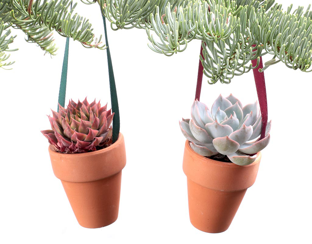MCG Creations Mini Succulent Ornaments