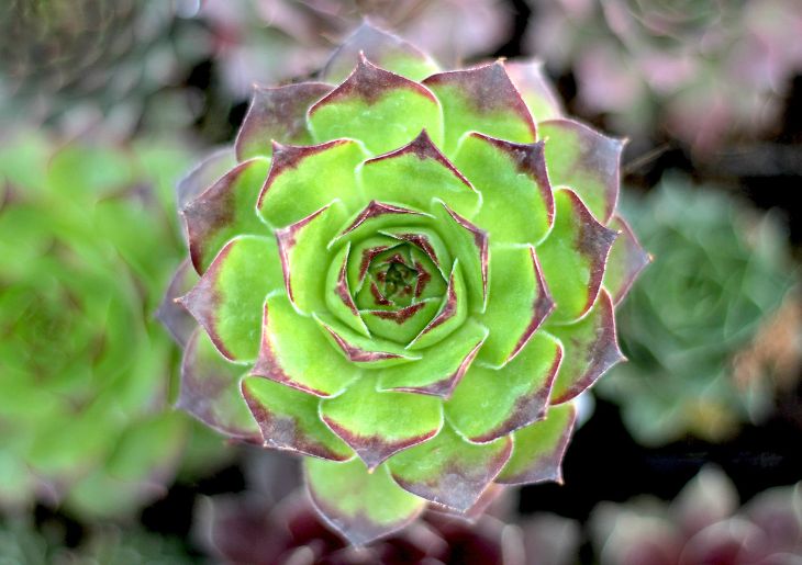 Change The Color of Your Succulent- Yes, It`s Possible! - UnusualSeeds