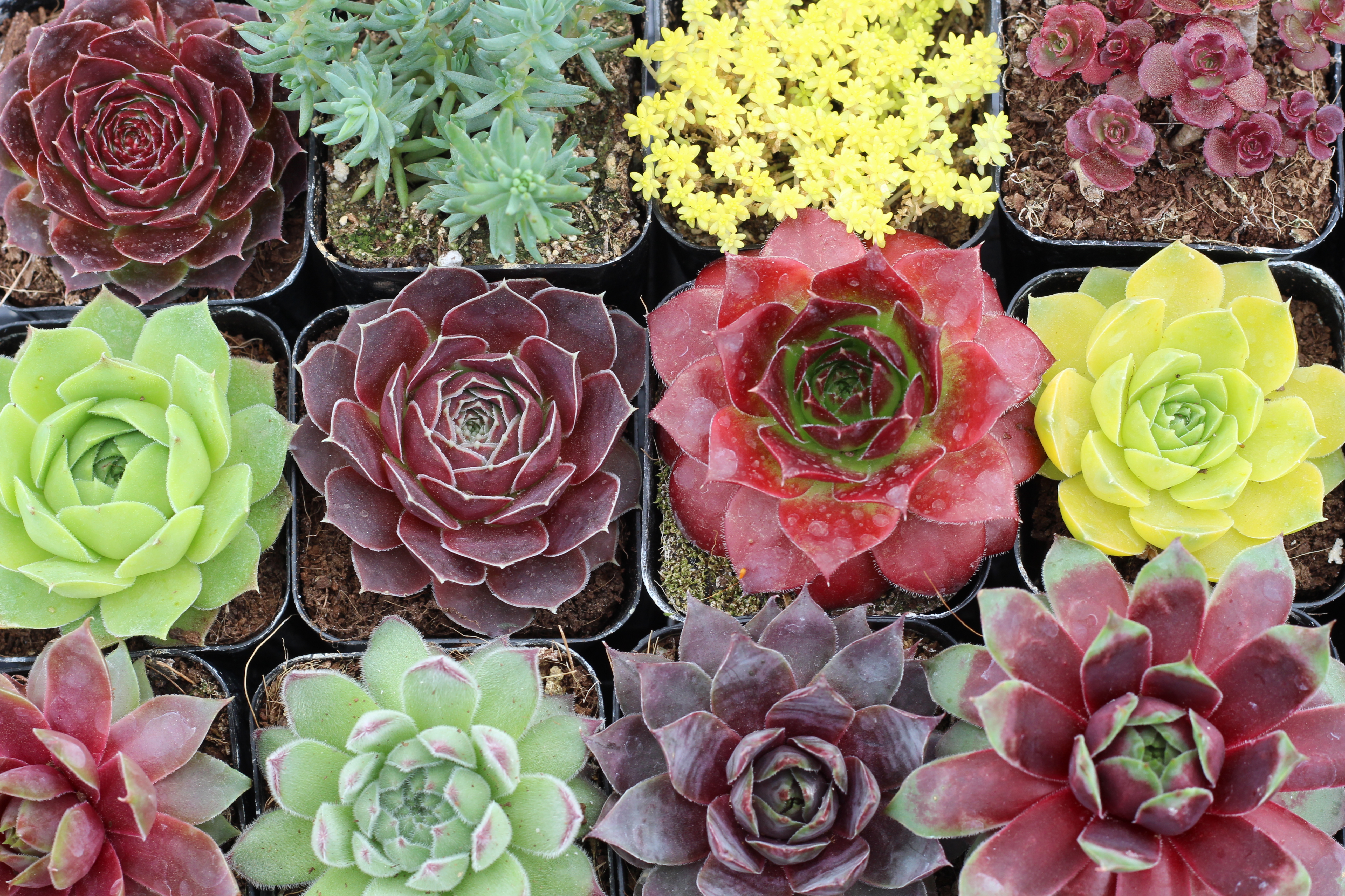 Quick And Easy Fix On Your Have A Peek Here On Buy Succulents Online