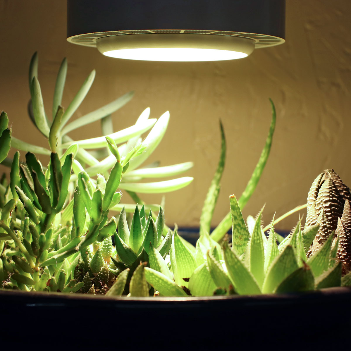 indoor-grow-light-succulents