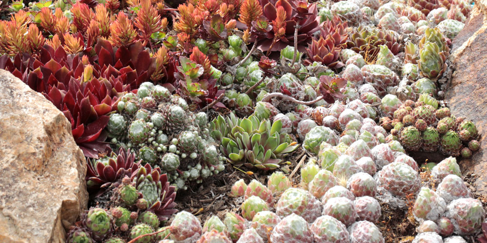 Succulent Rock Garden