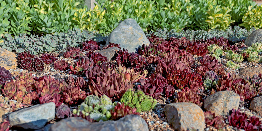 Cold Hardy Rock Garden