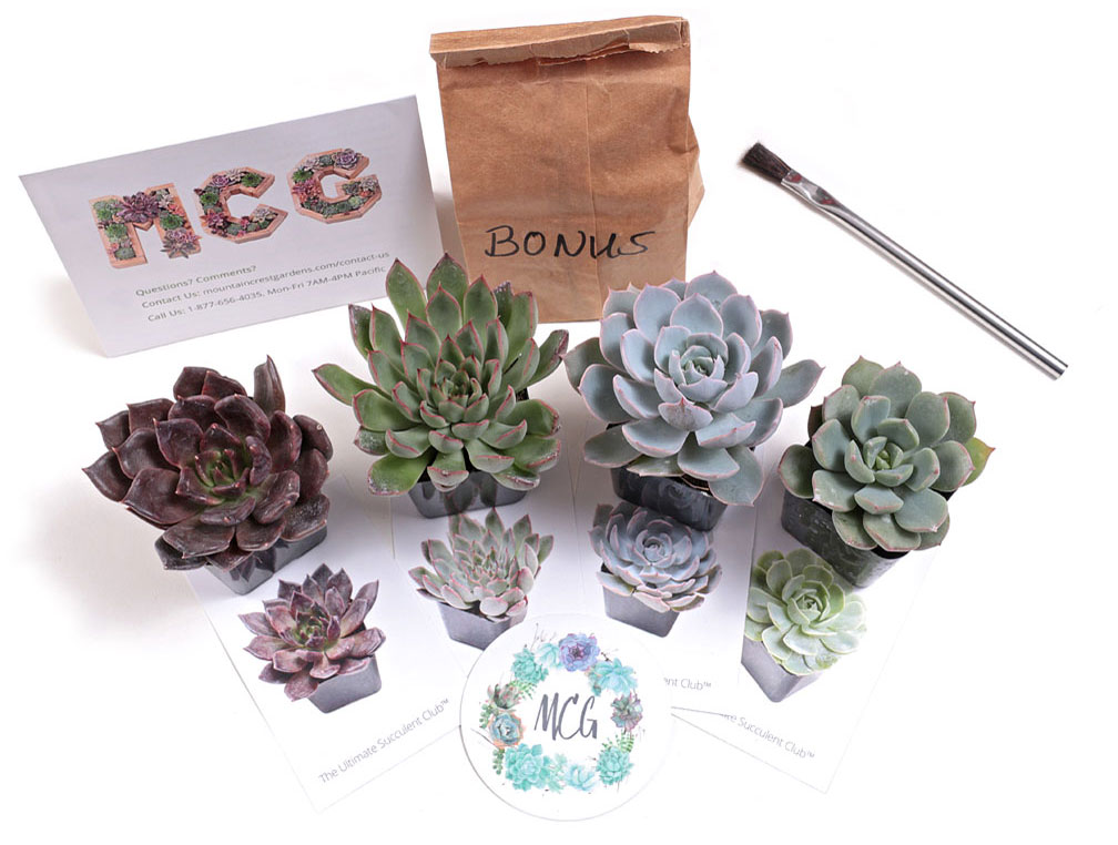 Succulent Subscription Box