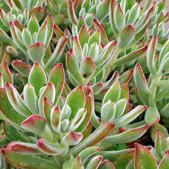 Echeveria harmsii Ruby Slippers Mountain Crest Gardens