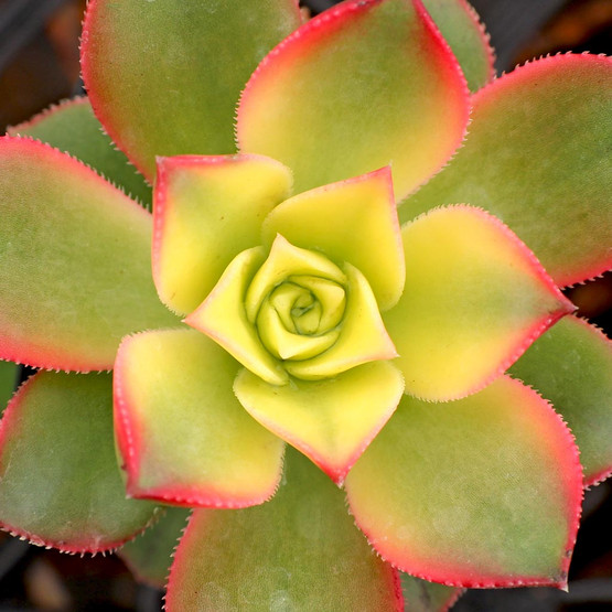aeonium kiwi shipping issues mountain crest gardens