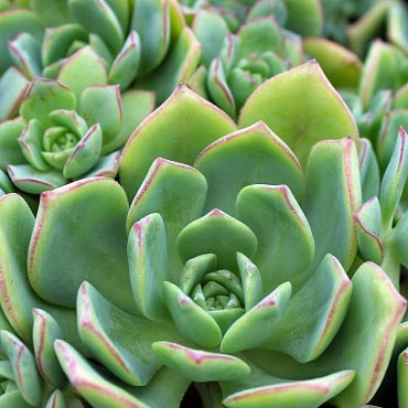 moon flower seeds Bulk Moonflower Seeds 1 Ounce main image 0