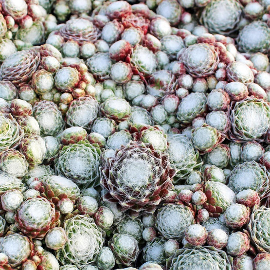 Sempervivum arachnoideum 'Pygmalion' - Mountain Crest Gardens