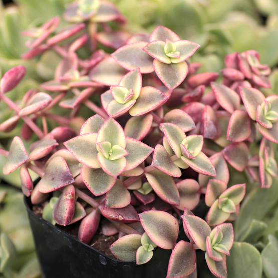 Crassula pellucida 'Variegata' - Calico Kitten Crassula - Mountain ...