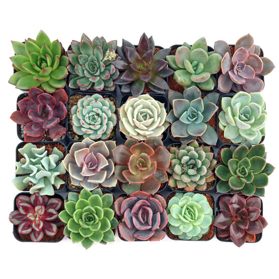 echeveria-20-1_mj__05246.