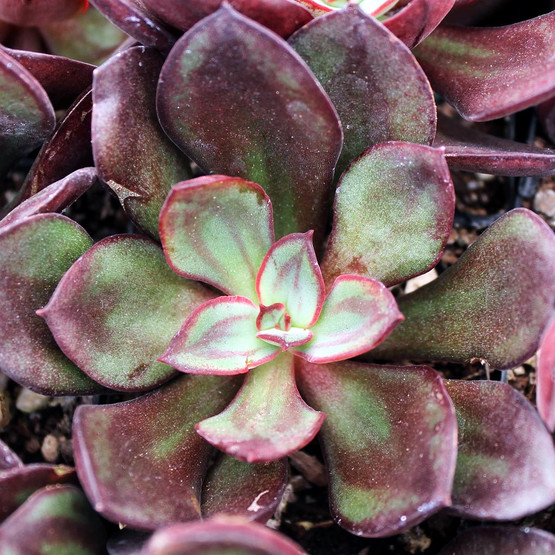 Echeveria Nodulosa Painted Echeveria Mountain Crest Gardens
