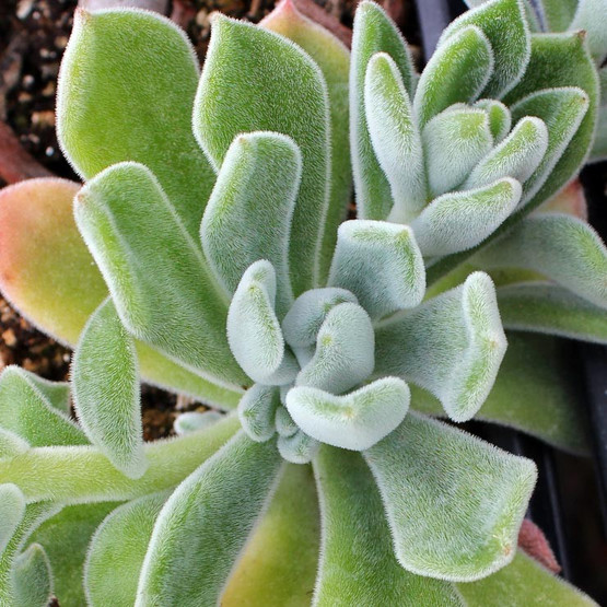 Echeveria pulvinata v. 'Nova'