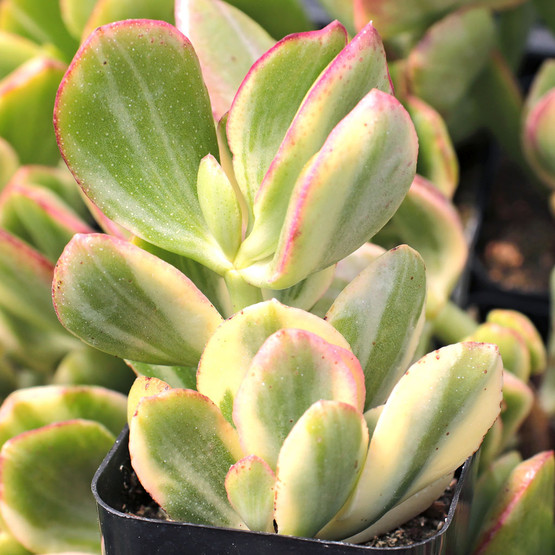 Crassula Ovata Tricolor Jade Plant Mountain Crest Gardens