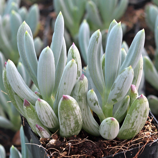 mini_blue_chalksticks__60662.