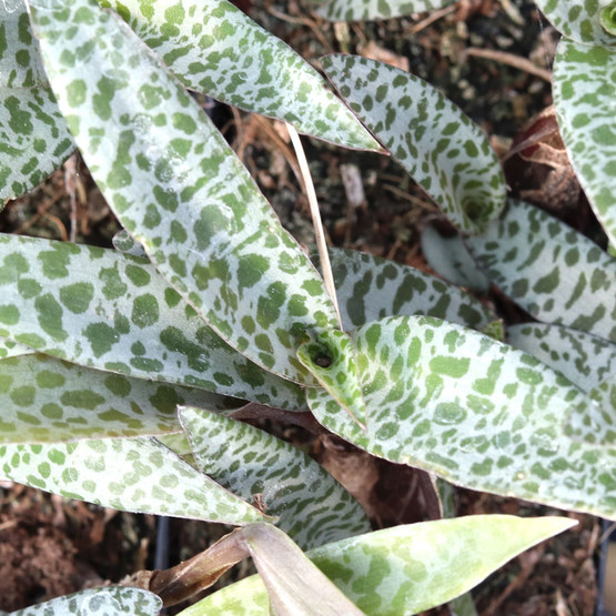 Ledebouria socialis 'Silver Squill', 'Leopard Lily', 'Wood Hyacinth'