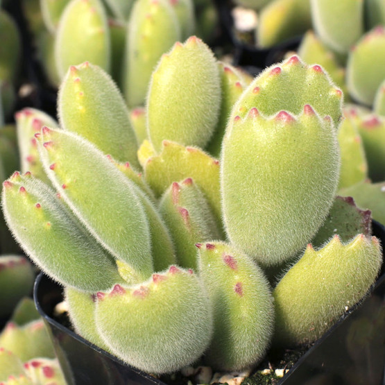 Cotyledon tomentosa - Bear's Paw | Mountain Crest Gardens™