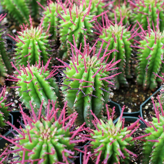 Euphorbia polygona - Mountain Crest Gardens