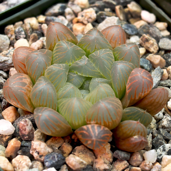 Haworthia cooperi var. truncata - Alien Eggs | MCG