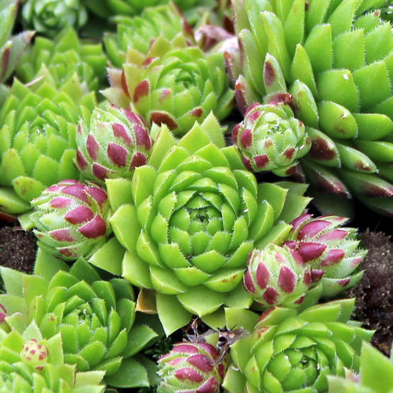 Jovibarba vs. Sempervivum | The Succulent Eclectic
