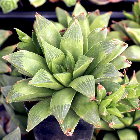 Haworthia turgida var. longibracteata | MCG™