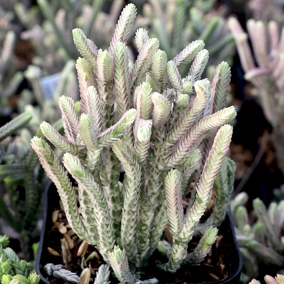 Crassula Muscosa “Watch Chain” | Grow and Care Guide