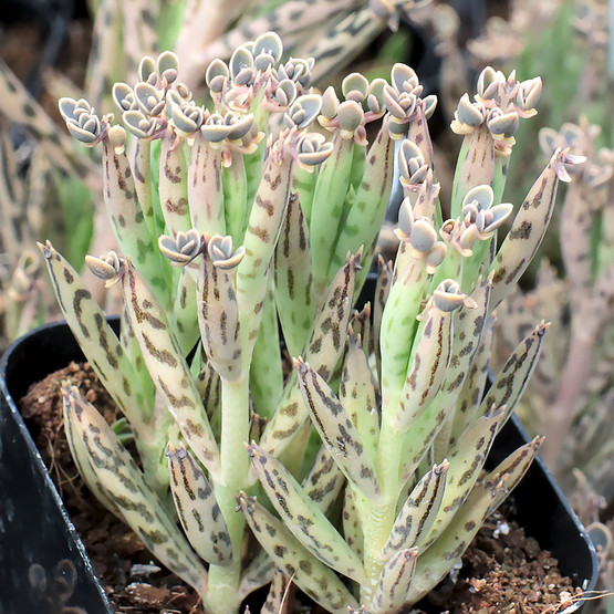 Kalanchoe Delagoensis Chandelier Plant Mother Of Millions Mountain Crest Gardens