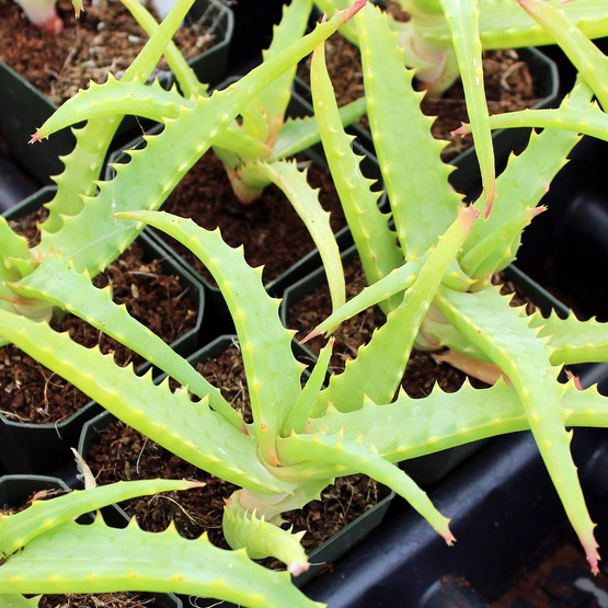 Aloe arborescens f. variegata - Candelabra Aloe - Mountain Crest Gardens