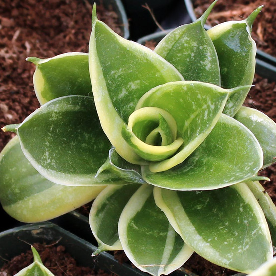 Sansevieria marginata - Mountain Crest Gardens