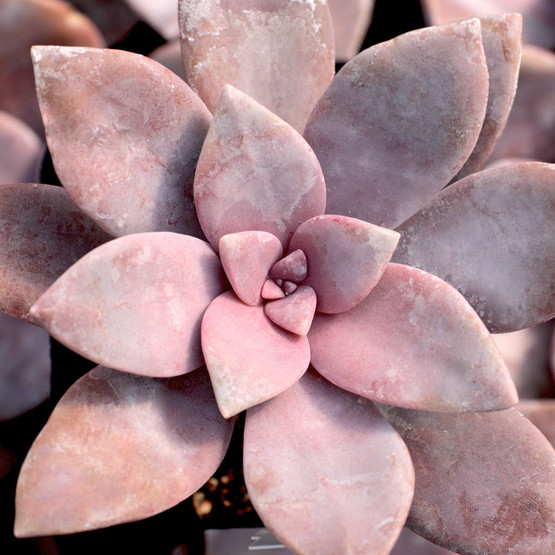Graptopetalum superbum