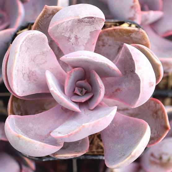 Echeveria 'Purple Pearl' - Mountain Crest Gardens