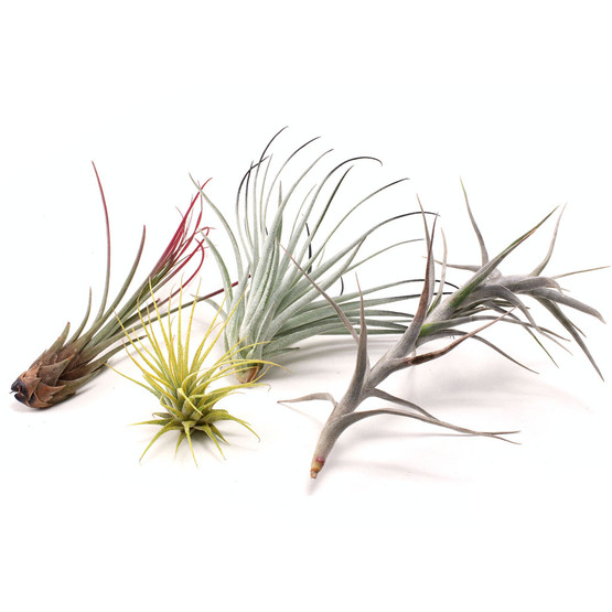 限定ブランド Tillandsia cotagaitensis **50** - フラワー・ガーデニング