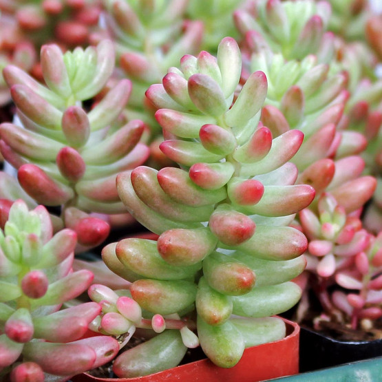 Sedum Rubrotinctum Aurora Pink Jelly Bean Mcg Sedum Rubrotinctum Aurora Pink Jelly Bean Mcg