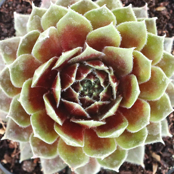 Sempervivum 'Saturn' | Mountain Crest Gardens™