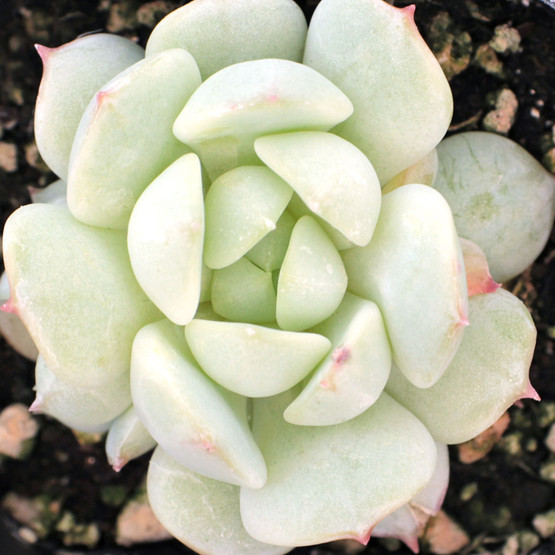echeveria_derenbergii__04644.