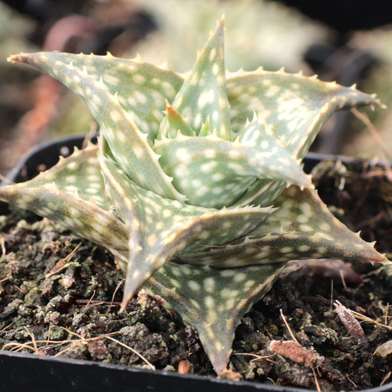 Aloe 'Winter Sky' - Mountain Crest Gardens