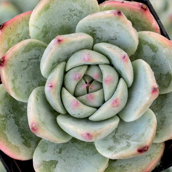 echeveria classic french trnusers サイズ2 Echeveria 'Tiramisu' 2