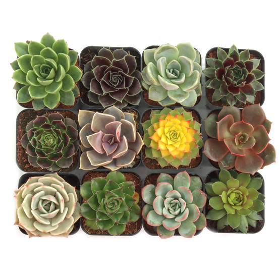 rosette_12_1__15902.1740549761
