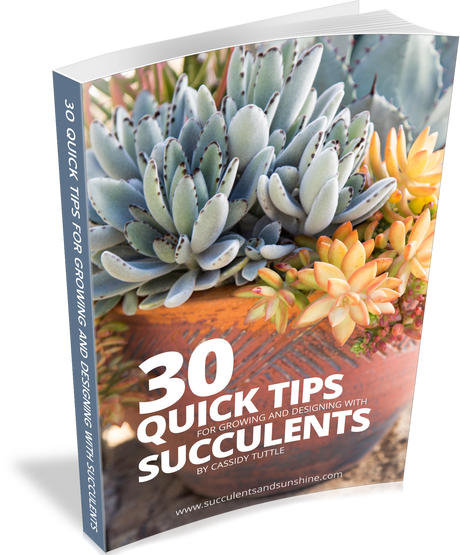 30 Quick Succulent Tips (E-Book) | Mountain Crest Gardens