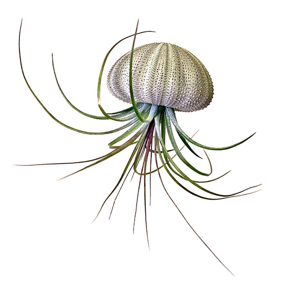 Hanging Urchin Shell with Tillandsia Air Plant | MCG